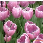 沭陽縣新河鎮綠友花卉園藝場 一站式農作物種子經營服務，百合、女貞、獼猴桃種子精選供應